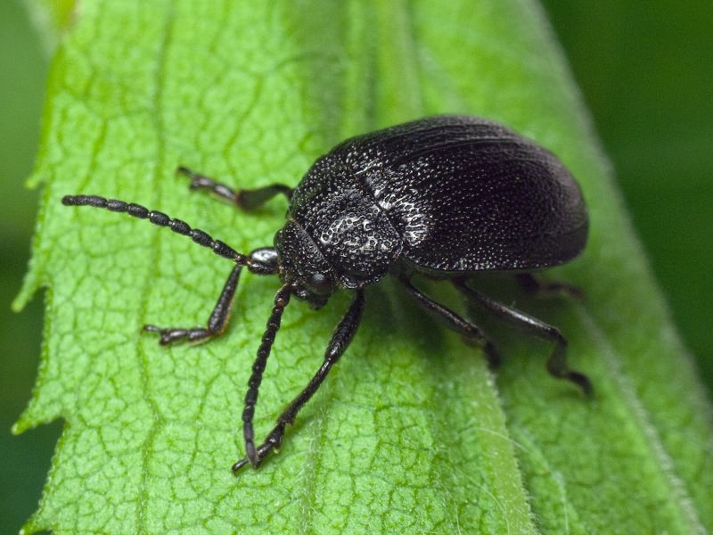 Galeruca tanaceti (Linnaeus, 1758)